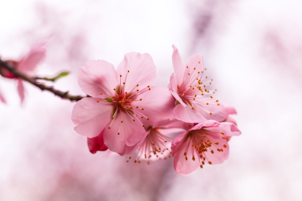 Illustration Fleurs de cerisier pour séances de sophrologie